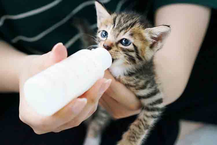 Bolehkah Anak Kucing Makan Keju Dan Susu
