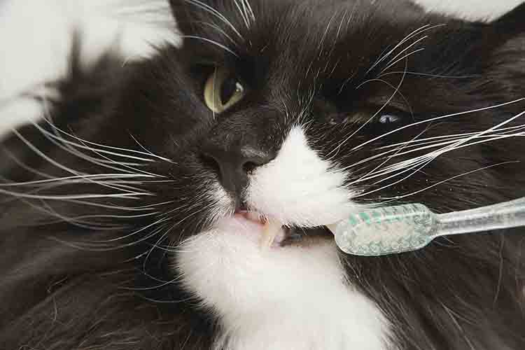 tooth cat