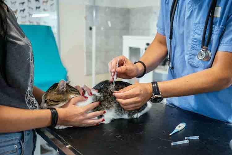 Resep Dokter Penambah Nafsu Makan Untuk Kucing Dengan Penyakit Ginjal