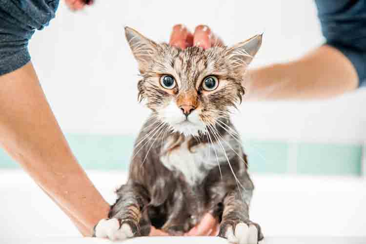 kucing mandi