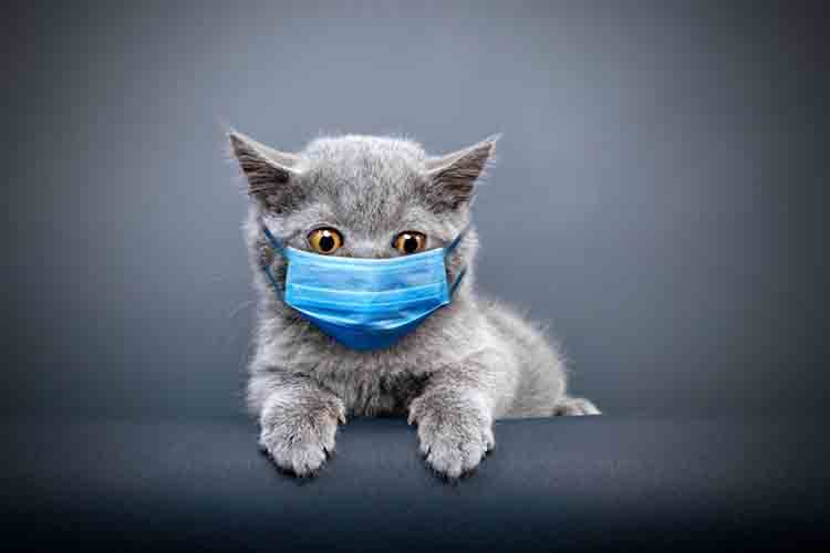 7 Cara Mengobati Kucing Flu Dengan Bahan Alami Mudah Dan Murah