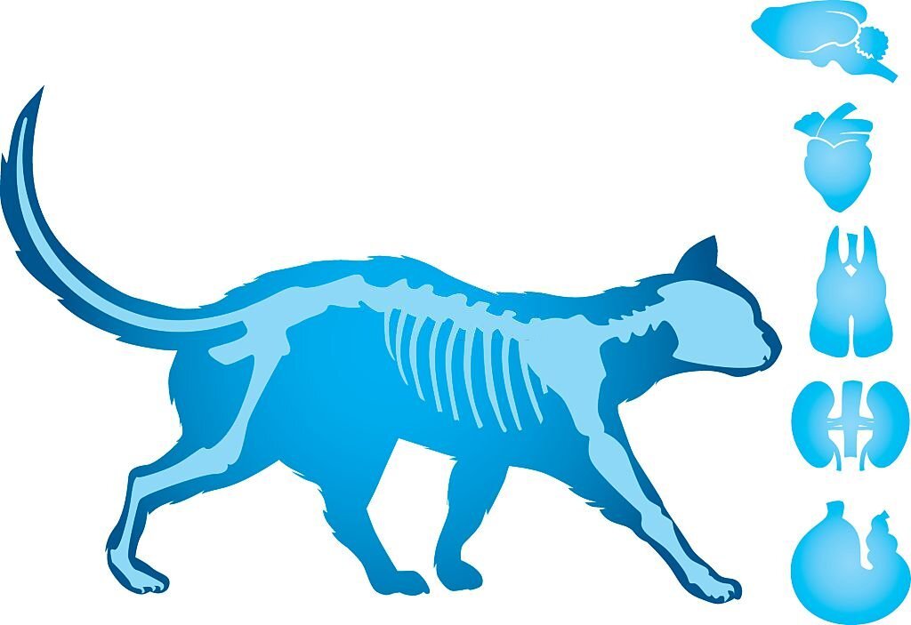 Gambar skesta organ dalam tubuh kucing