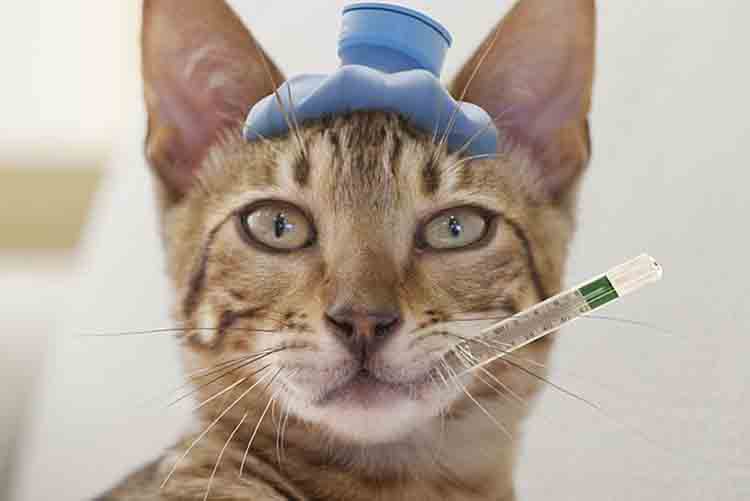 Waspadai! Ini Dia 9 Ciri-Ciri Kucing Flu Yang Wajib Diketahui