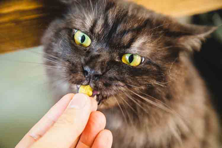 cat with little snack