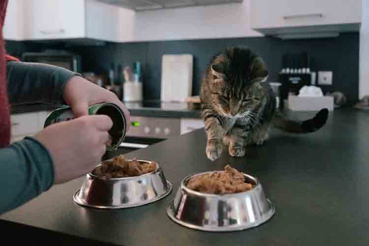 cara bikin makanan kucing 1