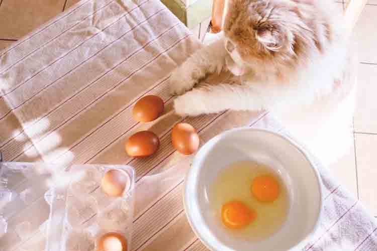 cara bikin makanan kucing 3