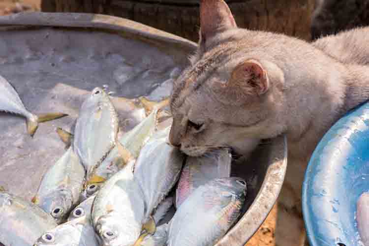 Cat stealing a fish