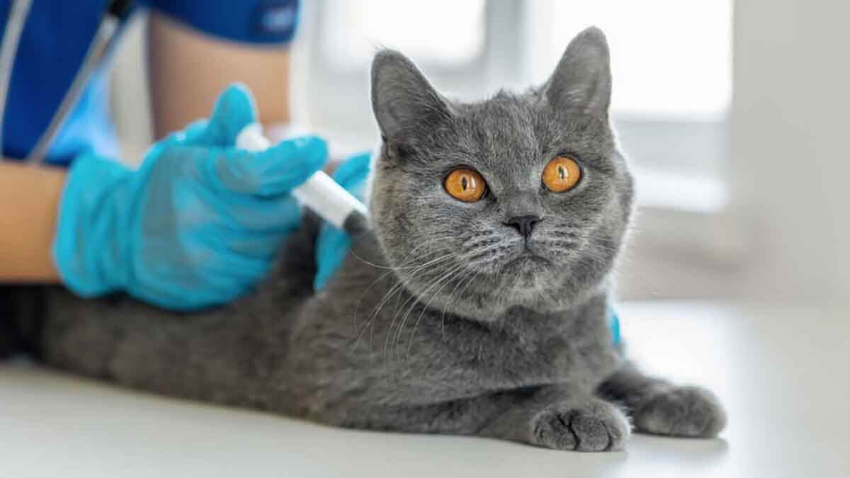 Kucing sakit akibat tidak makan makanan dari Jual raw food kucing di Pesawaran
