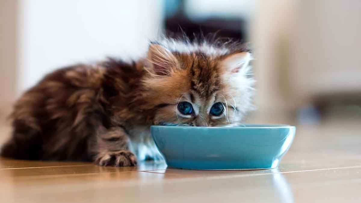 Kucing sedang makan beli dari yang Jual raw food kucing di Kudus