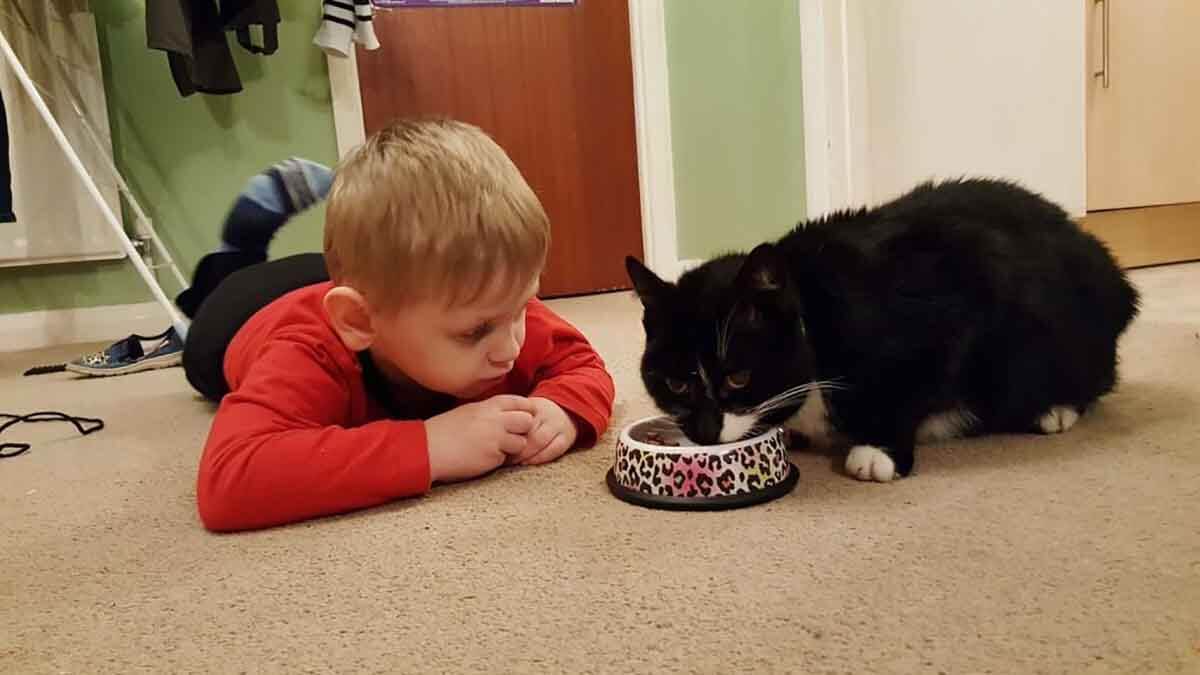 Kucing sedang makan beli dari yang Jual raw food kucing di Bitung