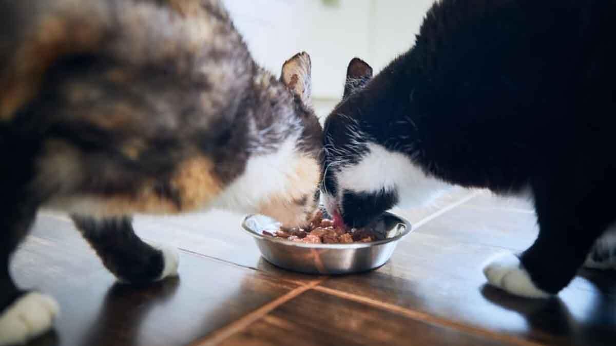 Kucing sedang makan beli dari yang Jual raw food kucing di Nias Barat