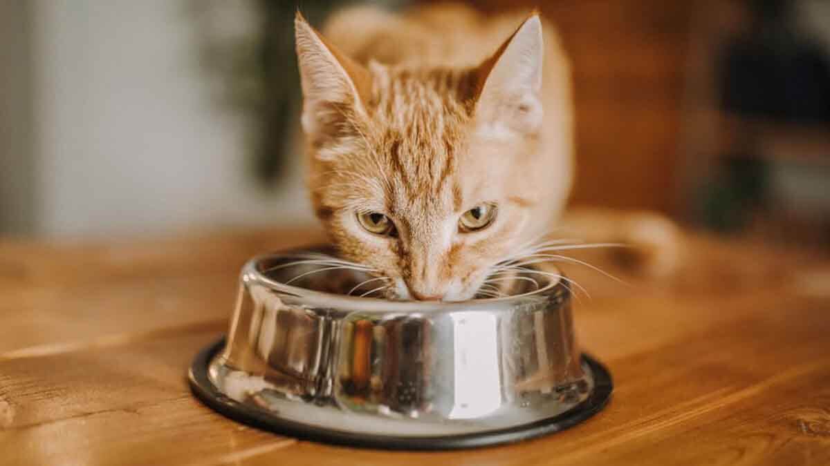 Kucing sedang makan beli dari yang Jual raw food kucing di Pasaman