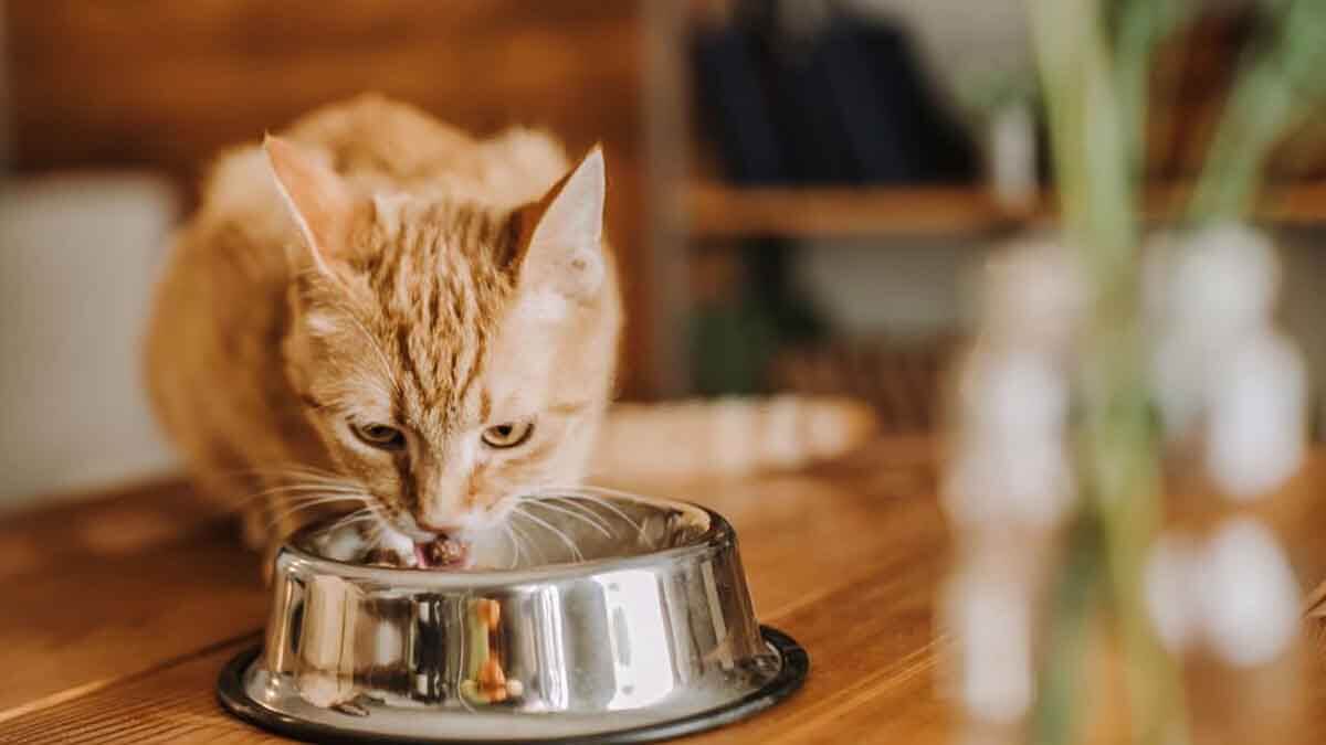 Kucing sedang makan beli dari yang Jual raw food kucing di Dompu