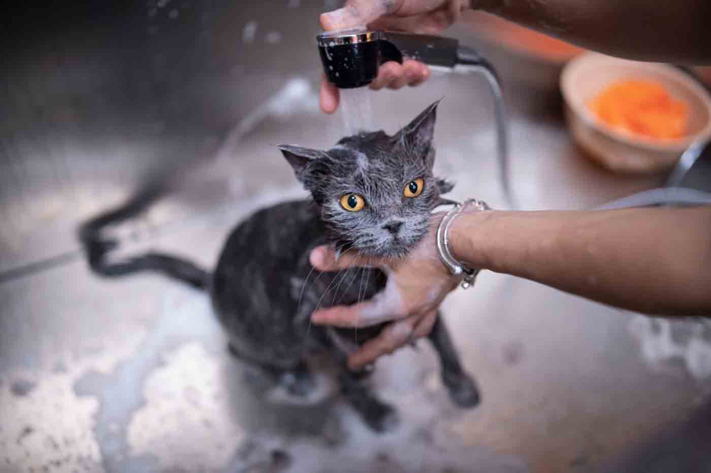 shampo kucing anti kutu dan jamur yang bagus 1