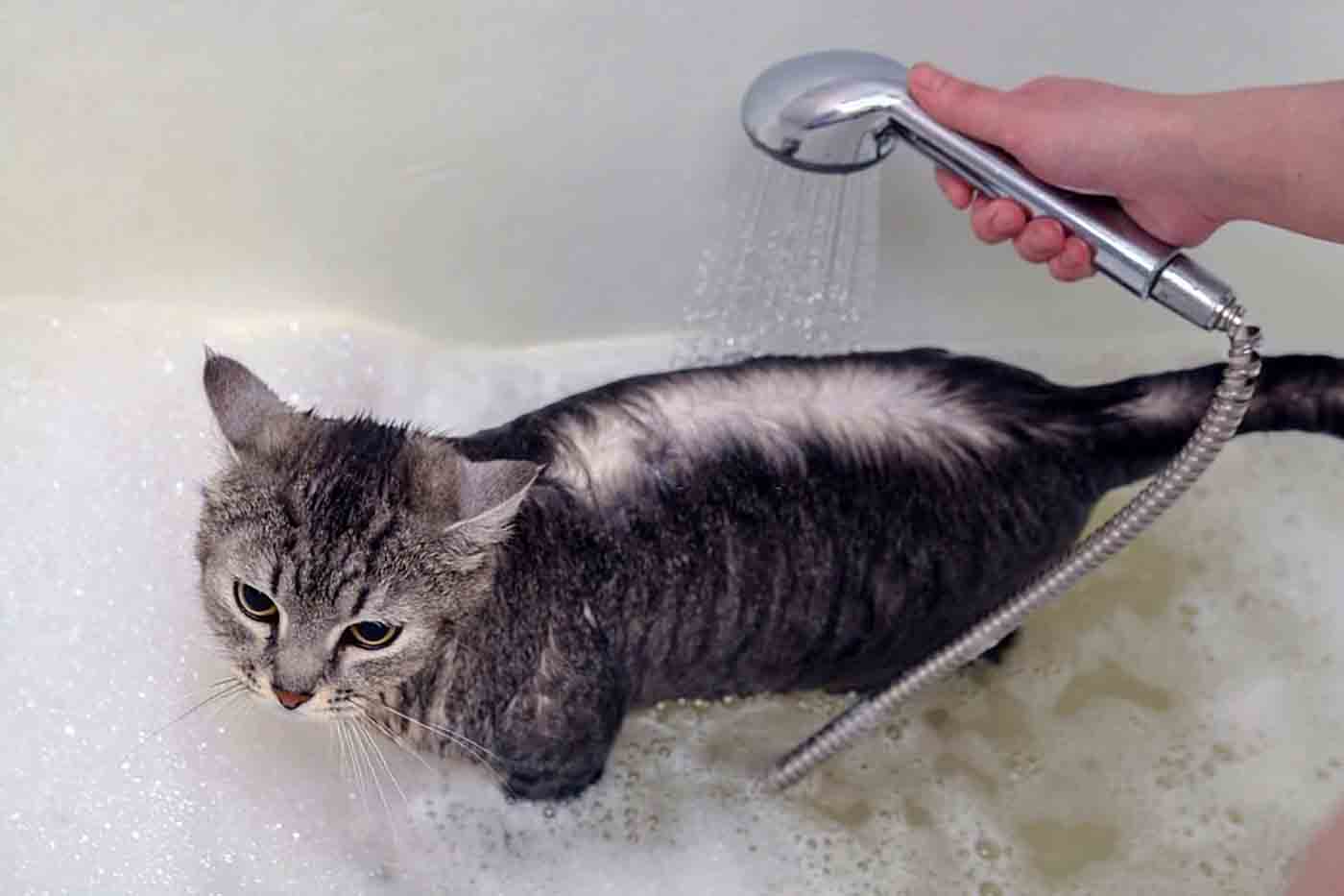 shampo kucing anti kutu dan jamur yang bagus 2