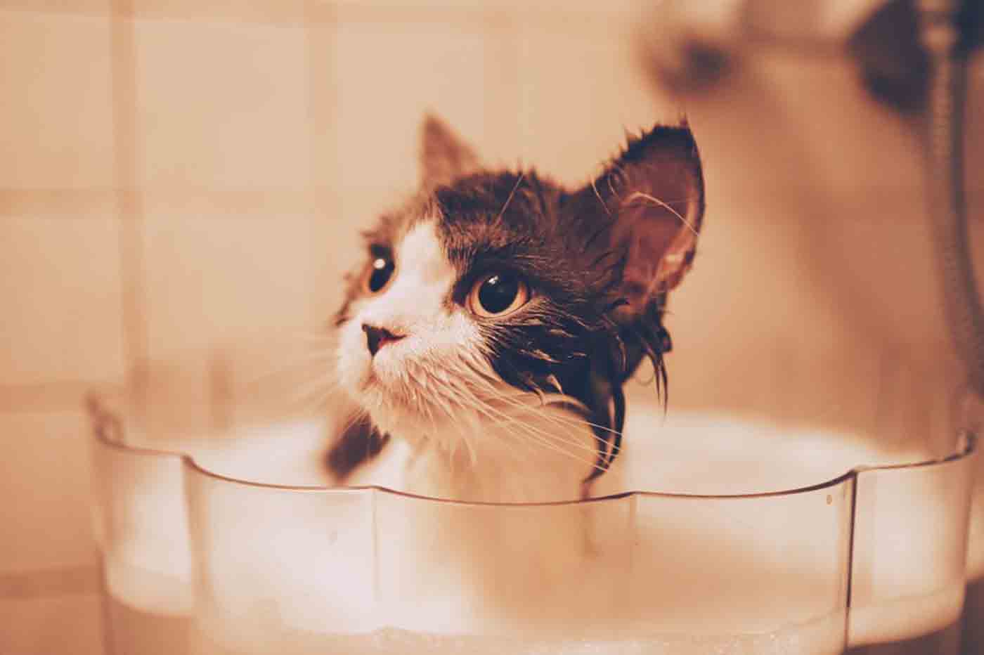 Kitten bathing in bathtub