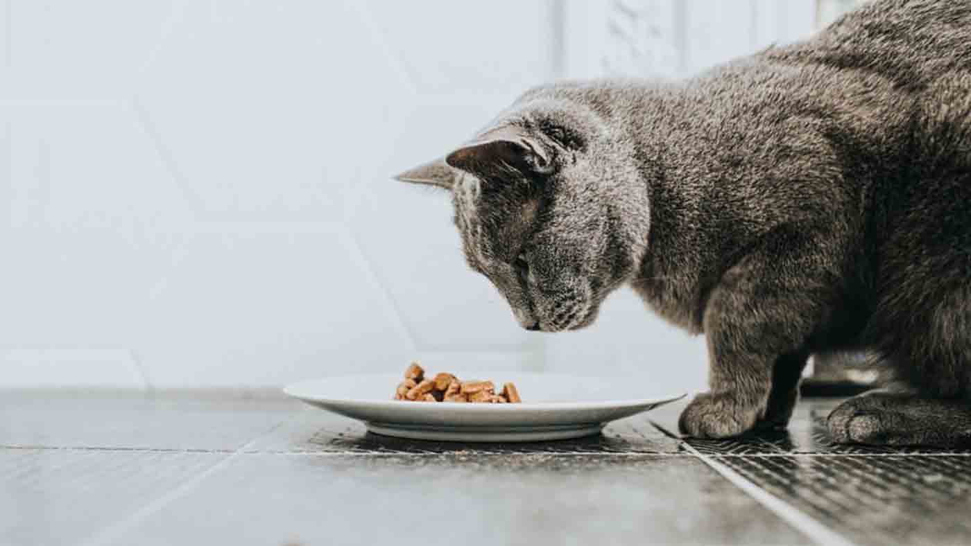 Cara Membuat Makanan Basah Untuk Kucing 1