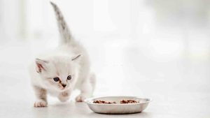 Makanan Anak Kucing Buatan Sendiri 1