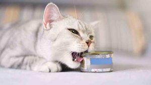 Makanan basah untuk kucing diare