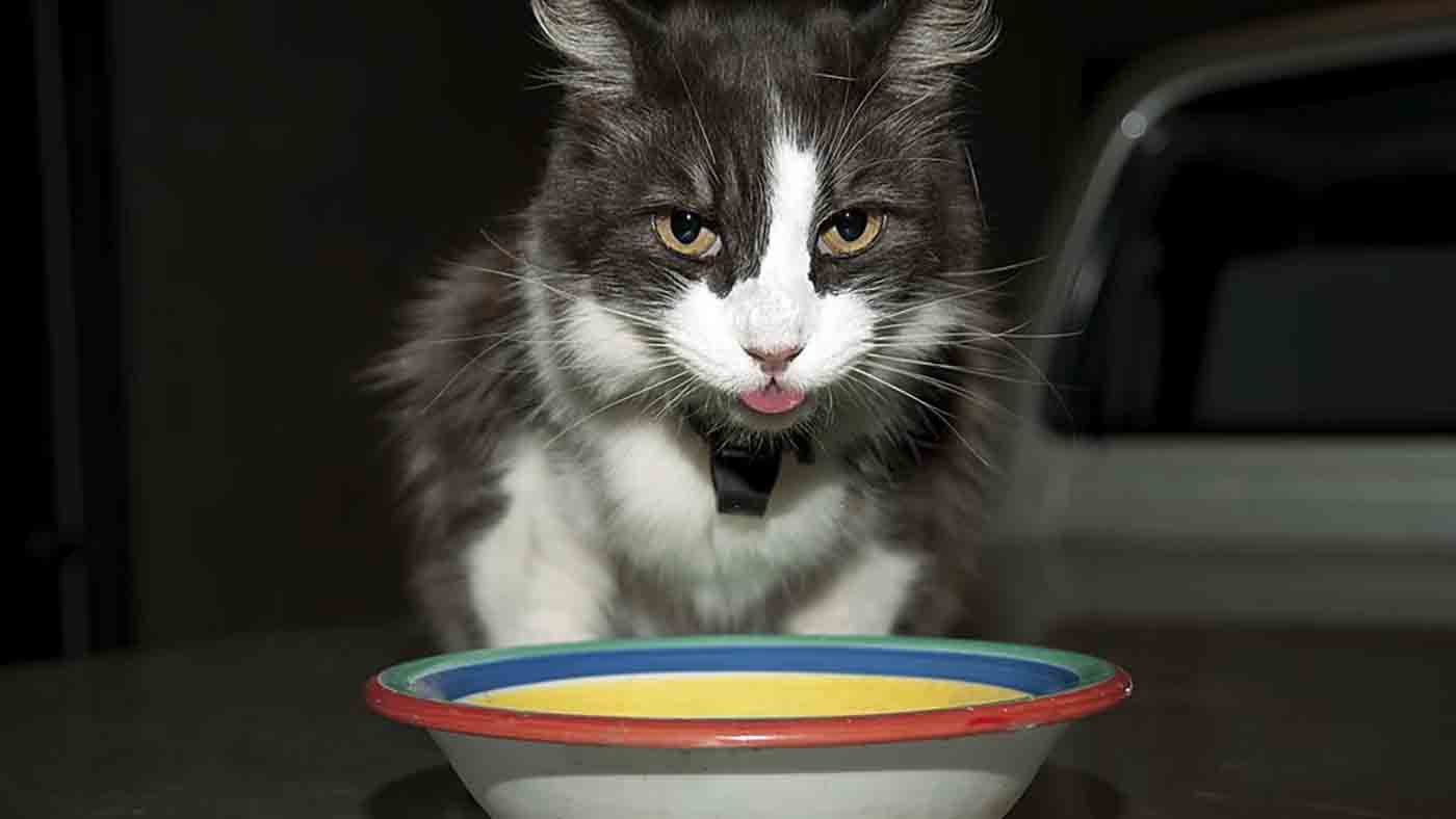 Makanan Kucing Buatan Sendiri 2