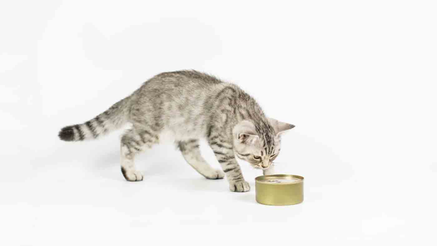 Makanan yang Baik Untuk Anak Kucing Mencret 2