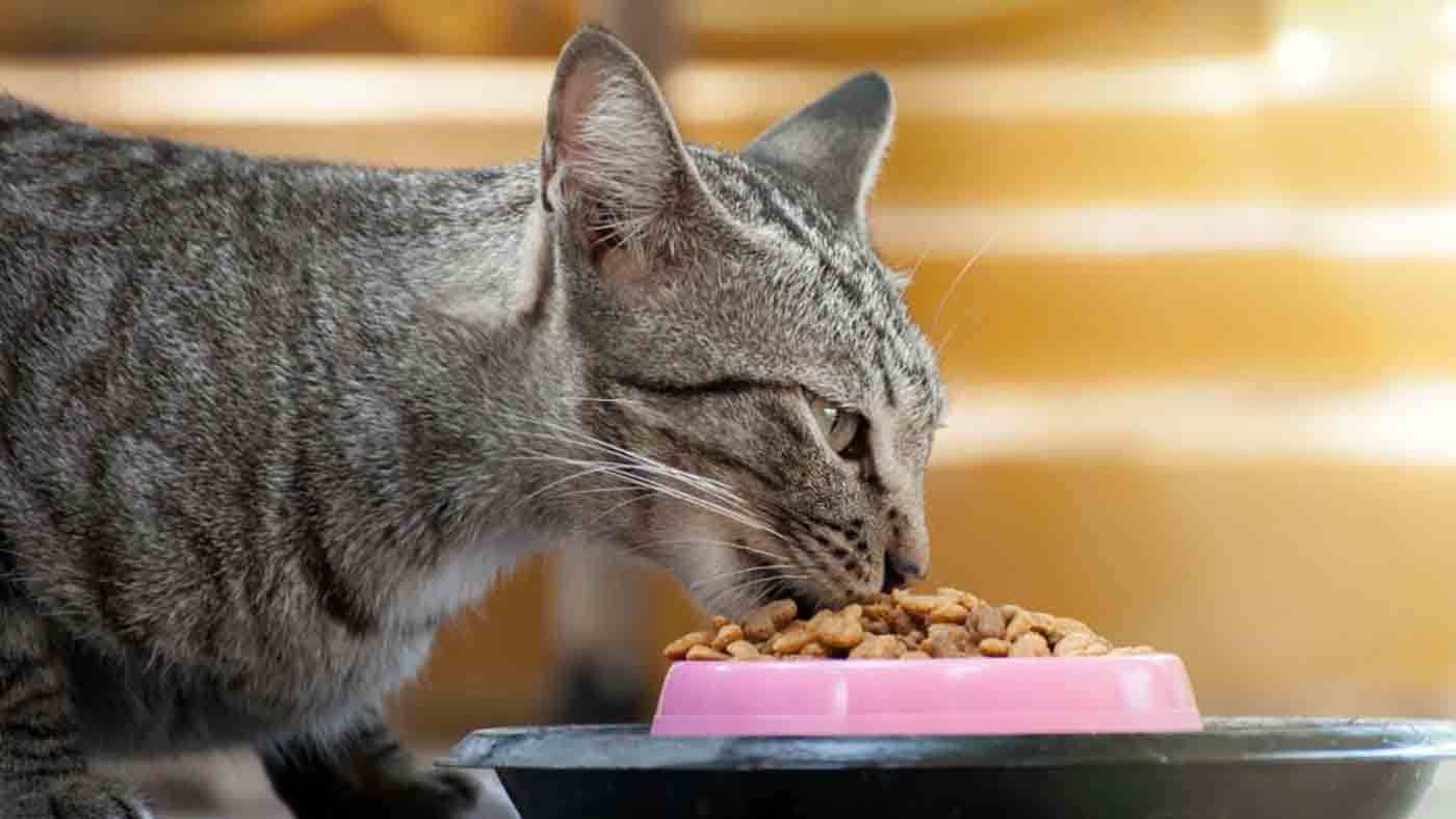 makanan yang baik untuk kucing mencret 1